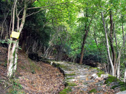 Sentier botanique (510 m) - Brienno | De Brienno au Pian d'Erba et au Monte Comana