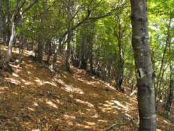 Sentier botanique (1065 m) - Brienno | De Brienno au Pian d'Erba et au Monte Comana