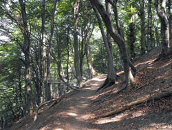 Dorsale du Triangolo Lariano | Sentier des Hêtres - Faggeto Lario