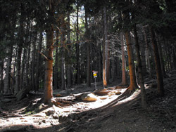 Sentier n.5 (875 m) | Excursion de Gajum à la Corne centrale de Canzo