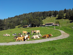 Alpe di Borgo (1240 m) | Randonnée au mont San Primo