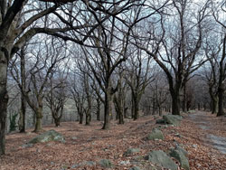 Selva di Enco (840 m) - Rezzago | Excursion de Caslino d'Erba au Rezzago