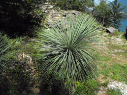 Le Giardino del Merlo (jardin du Merle) - Musso