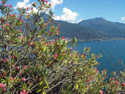 Le Giardino del Merlo (jardin du Merle) - Musso