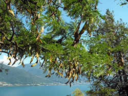 Le Giardino del Merlo (jardin du Merle) - Musso