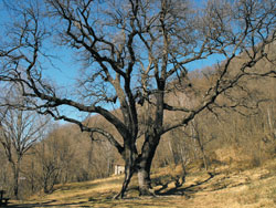 Le chêne centenaire du Rogolone (480 m) | De Menaggio au chêne du Rogolone