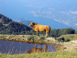 Alpe di Terrabiotta - Monte San Primo